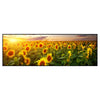 Xxl Wandbild Leuchtend Gelben Sonnenblumen Am Abend Panorama Produktvorschau Frontal
