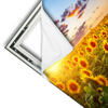 Xxl Wandbild Leuchtend Gelben Sonnenblumen Am Abend Querformat Materialvorschau