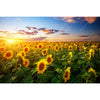 Xxl Wandbild Leuchtend Gelben Sonnenblumen Am Abend Querformat Motivvorschau