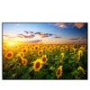 Xxl Wandbild Leuchtend Gelben Sonnenblumen Am Abend Querformat Produktvorschau Frontal