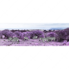 Xxl Wandbild Lila Savanne Kopie Panorama Motivvorschau