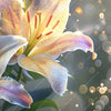 Xxl Wandbild Lilien Im Morgenlicht Hochformat Zoom