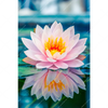 Xxl Wandbild Lotusblume Hochformat Motivvorschau