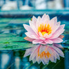 Xxl Wandbild Lotusblume Quadrat Motivvorschau