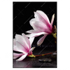 Xxl Wandbild Magnolien Zen Steine Hochformat Produktvorschau Frontal