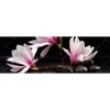 Xxl Wandbild Magnolien Zen Steine Panorama Motivvorschau