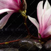 Xxl Wandbild Magnolien Zen Steine Querformat Zoom
