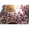 Xxl Wandbild Mangnolien In Paris Querformat Motivvorschau