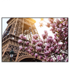 Xxl Wandbild Mangnolien In Paris Querformat Produktvorschau Frontal