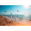 Xxl Wandbild Moewen Am Strand Querformat Motivvorschau
