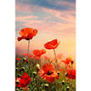 Xxl Wandbild Mohnblumenfeld Bei Sonnenuntergang Hochformat Motivvorschau