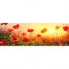 Xxl Wandbild Mohnblumenfeld Bei Sonnenuntergang Panorama Motivvorschau