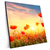Xxl Wandbild Mohnblumenfeld Bei Sonnenuntergang Quadrat Produktvorschau Seitlich