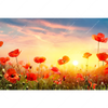 Xxl Wandbild Mohnblumenfeld Bei Sonnenuntergang Querformat Motivvorschau