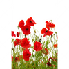 Xxl Wandbild Mohnfeld Hochformat Motivvorschau