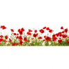 Xxl Wandbild Mohnfeld Panorama Motivvorschau