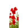 Xxl Wandbild Mohnfeld Schmal Motivvorschau