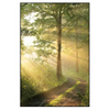 Xxl Wandbild Morgenspaziergang Im Nebeligem Wald Hochformat Produktvorschau Frontal