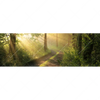 Xxl Wandbild Morgenspaziergang Im Nebeligem Wald Panorama Motivvorschau