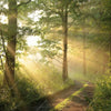 Xxl Wandbild Morgenspaziergang Im Nebeligem Wald Quadrat Motivvorschau
