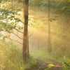 Xxl Wandbild Morgenspaziergang Im Nebeligem Wald Quadrat Zoom