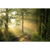 Xxl Wandbild Morgenspaziergang Im Nebeligem Wald Querformat Motivvorschau