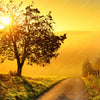 Xxl Wandbild Morgenspaziergang Panorama Zoom