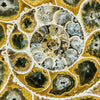 Xxl Wandbild Muschel Fossil No 1 Quadrat Motivvorschau