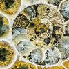 Xxl Wandbild Muschel Fossil No 1 Quadrat Zoom