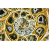 Xxl Wandbild Muschel Fossil No 1 Querformat Motivvorschau