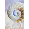 Xxl Wandbild Muschel Fossil No 2 Hochformat Motivvorschau
