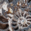 Xxl Wandbild Muschel Fossil No 3 Panorama Zoom