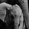 Xxl Wandbild Mutter Baby Elefant Panorama Zoom