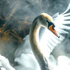 Xxl Wandbild Mystischer Schwan Im Nebel Schmal Zoom