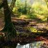 Xxl Wandbild Natuerlicher Wald Hochformat Zoom