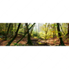 Xxl Wandbild Natuerlicher Wald Panorama Motivvorschau