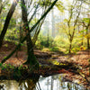 Xxl Wandbild Natuerlicher Wald Quadrat Motivvorschau