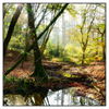 Xxl Wandbild Natuerlicher Wald Quadrat Produktvorschau Frontal