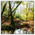 Xxl Wandbild Natuerlicher Wald Quadrat Produktvorschau Frontal