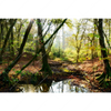 Xxl Wandbild Natuerlicher Wald Querformat Motivvorschau