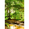 Xxl Wandbild Natur Pur Der Wald Hochformat Motivvorschau