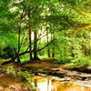 Xxl Wandbild Natur Pur Der Wald Quadrat Motivvorschau
