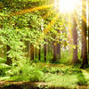 Xxl Wandbild Natur Pur Der Wald Querformat Zoom