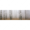 Xxl Wandbild Nebel Im Birkenwald Panorama Motivvorschau