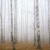 Xxl Wandbild Nebel Im Birkenwald Quadrat Motivvorschau