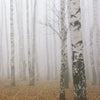 Xxl Wandbild Nebel Im Birkenwald Quadrat Zoom