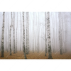 Xxl Wandbild Nebel Im Birkenwald Querformat Motivvorschau