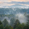 Xxl Wandbild Nebel Im Wald Quadrat Motivvorschau