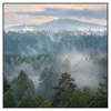 Xxl Wandbild Nebel Im Wald Quadrat Produktvorschau Frontal