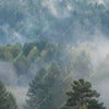 Xxl Wandbild Nebel Im Wald Querformat Zoom